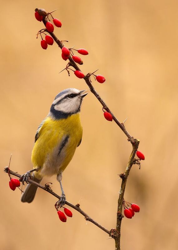 Titmouse фото превью