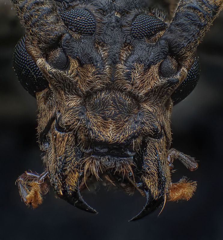 macro, nature, insects, bugs, longhorn beetle Trirachys Indutus longhorn beetle фото превью