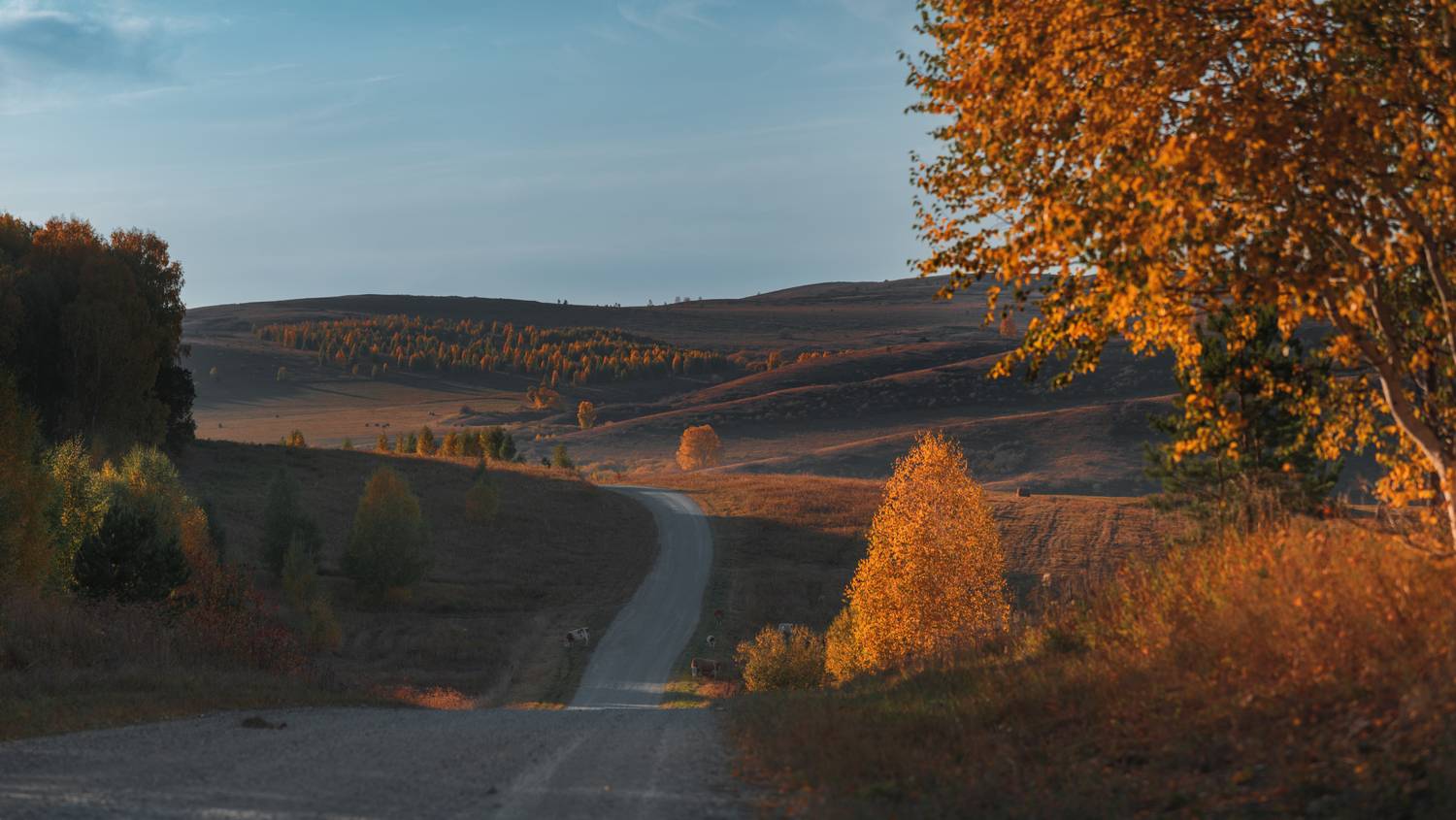 Осень, Алтай, поля, холмы, лес, Denis Koshkin