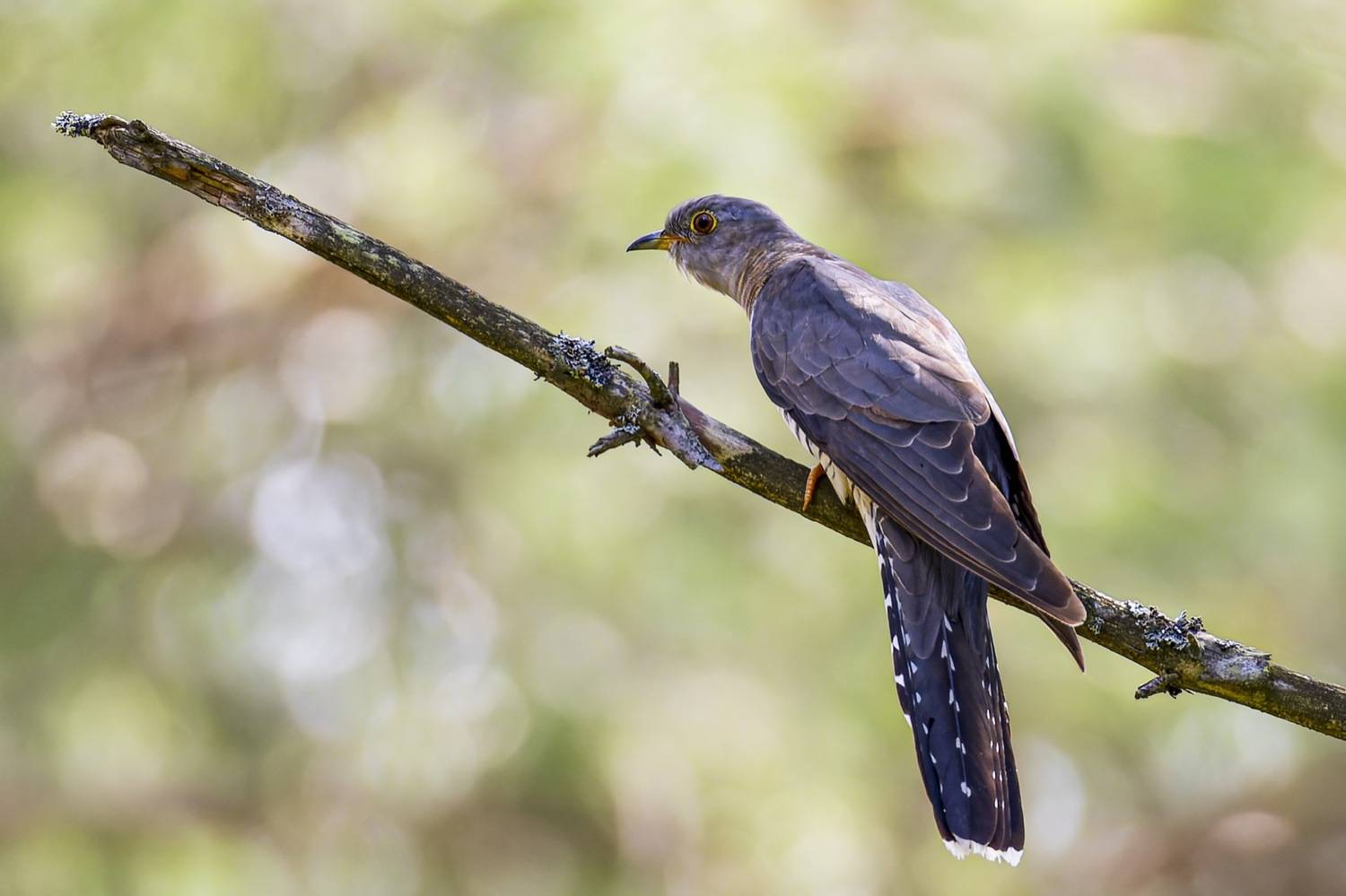 Кукушка, птицы, Руслан Pl