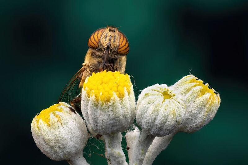 *** фото превью