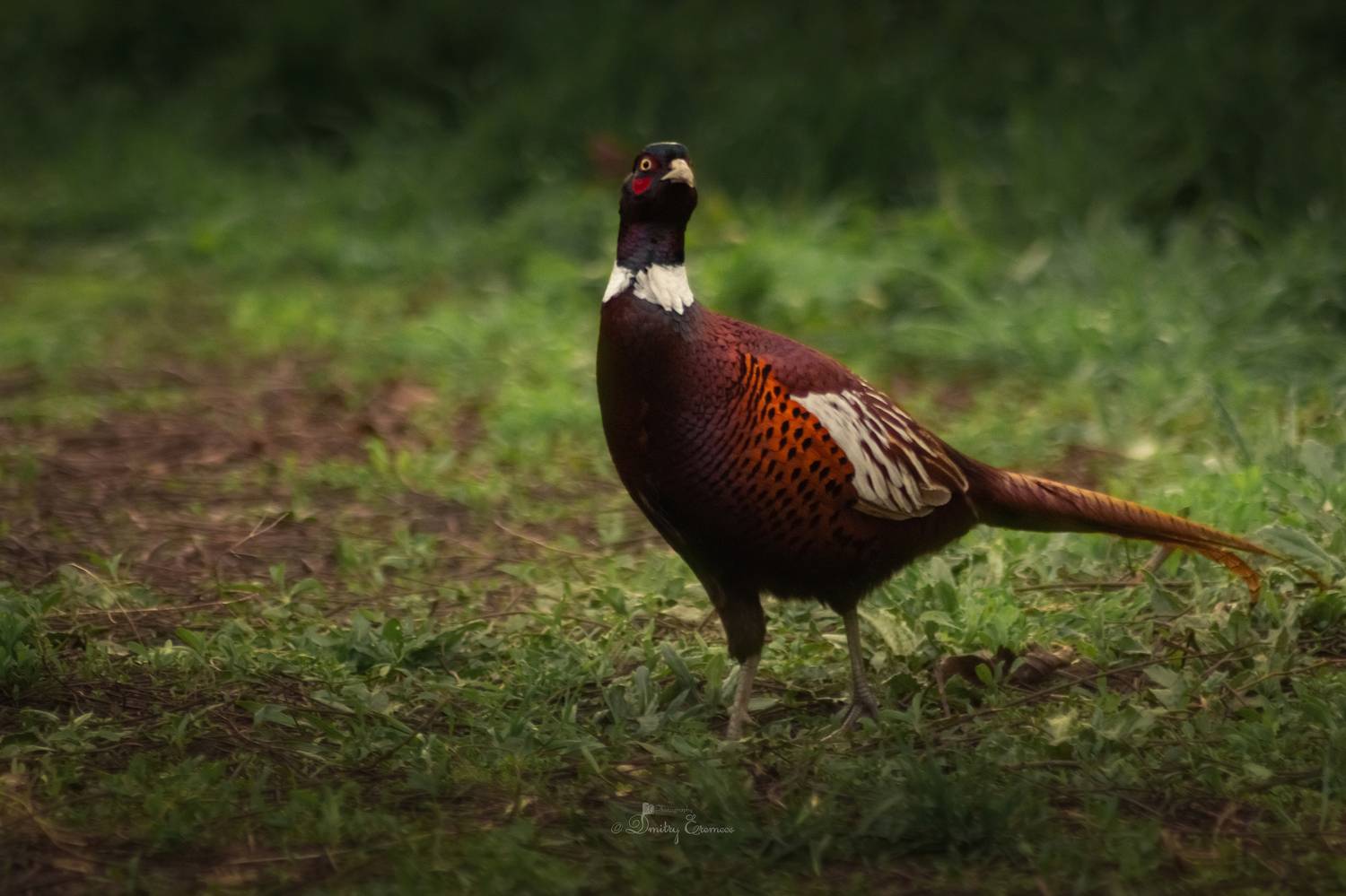 фазан птица фотоохота весна, Еремеев Дмитрий