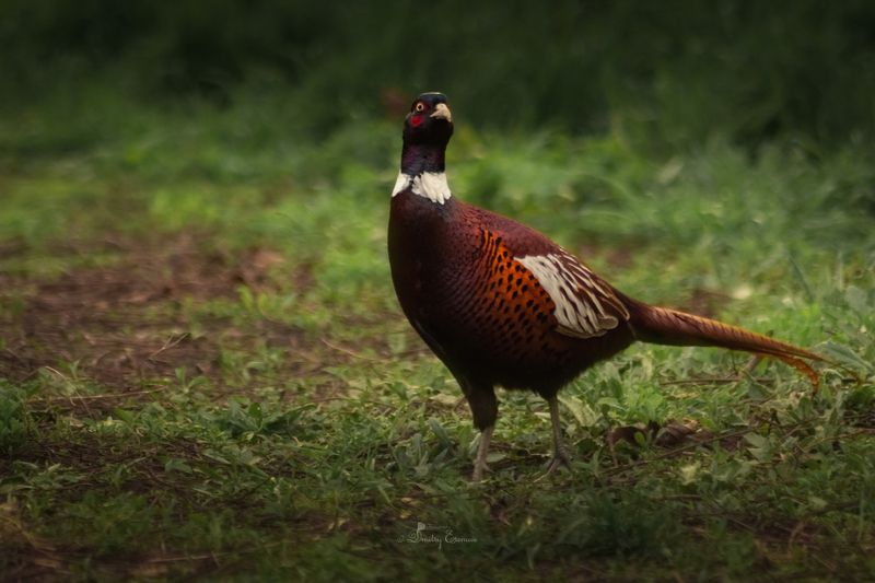 фазан птица фотоохота весна Каждый фазан желает знать где сидит фотограф ) фото превью