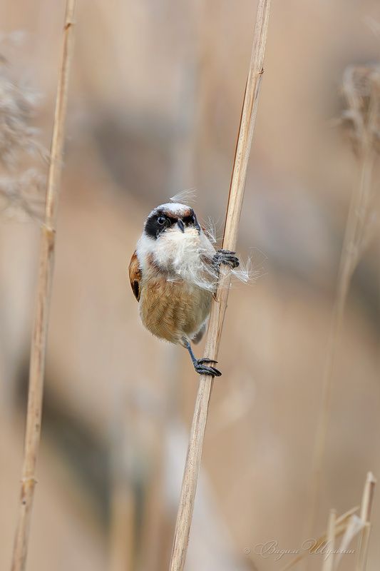 ремез Дед Мороз фото превью
