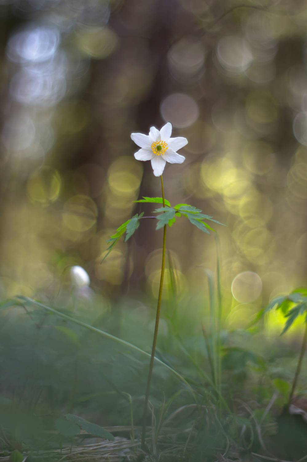 , Обидина Мария