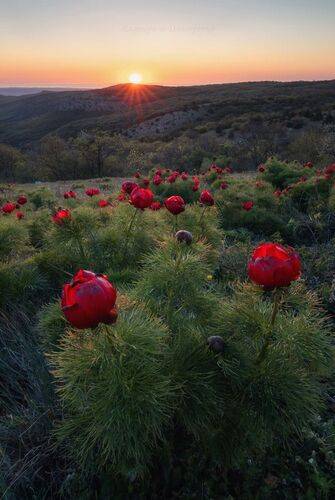 Пионовый вечер