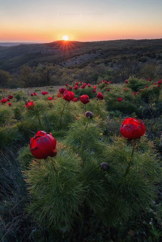 крым, севастополь, весна, закат, горы, пионы, бечку, цветы Пионовый вечер фото превью