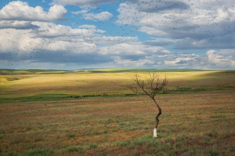 Весенний Казахстан. Стаи розовых скворцов, а на дереве сизоворонки. фото превью
