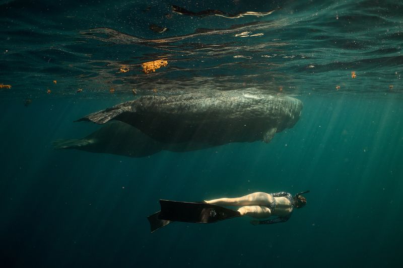 Девушка и кашалоты фото превью