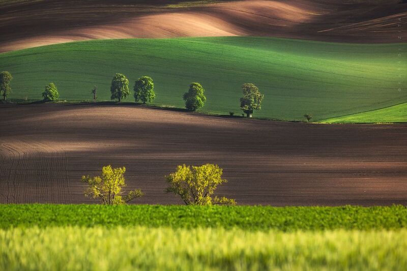 czech, moravia, landscape, green, rollinghills, trees, land, fields, agriculture, europe, lights, waves of spring фото превью