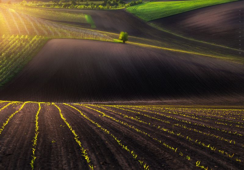 czech, moravia, landscape, green, rollinghills, trees, land, fields, agriculture, europe, lights, Golden Lines фото превью