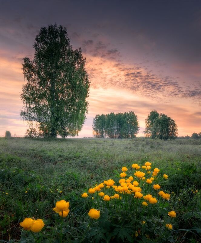 май, утро, цветы, рассвет Майское предрассветное фото превью