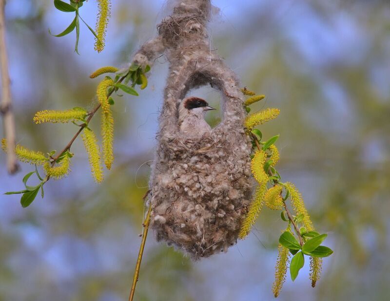remiz pendulinus, ремез, обыкновенный ремез, Гнёздышко рукавичка ремезов. фото превью