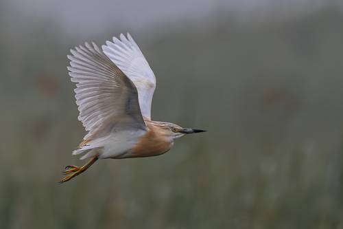 Squacco Heron-Ardeola Ralloides
