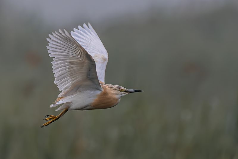птицы, животные, дикая природа,  birds, animal, wildlife Squacco Heron-Ardeola Ralloides фото превью