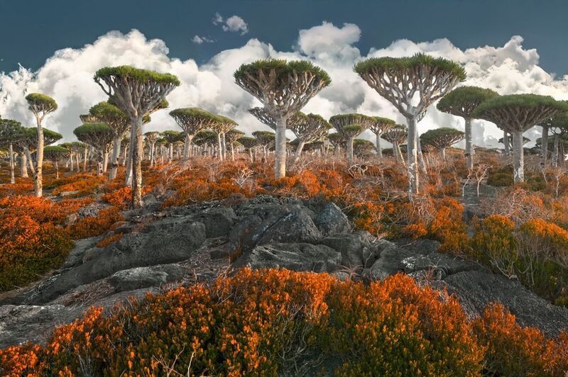 Socotra фото превью