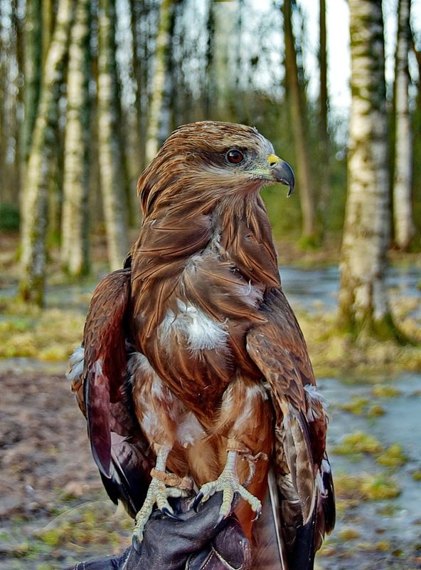 Вскормленный в неволе фото превью