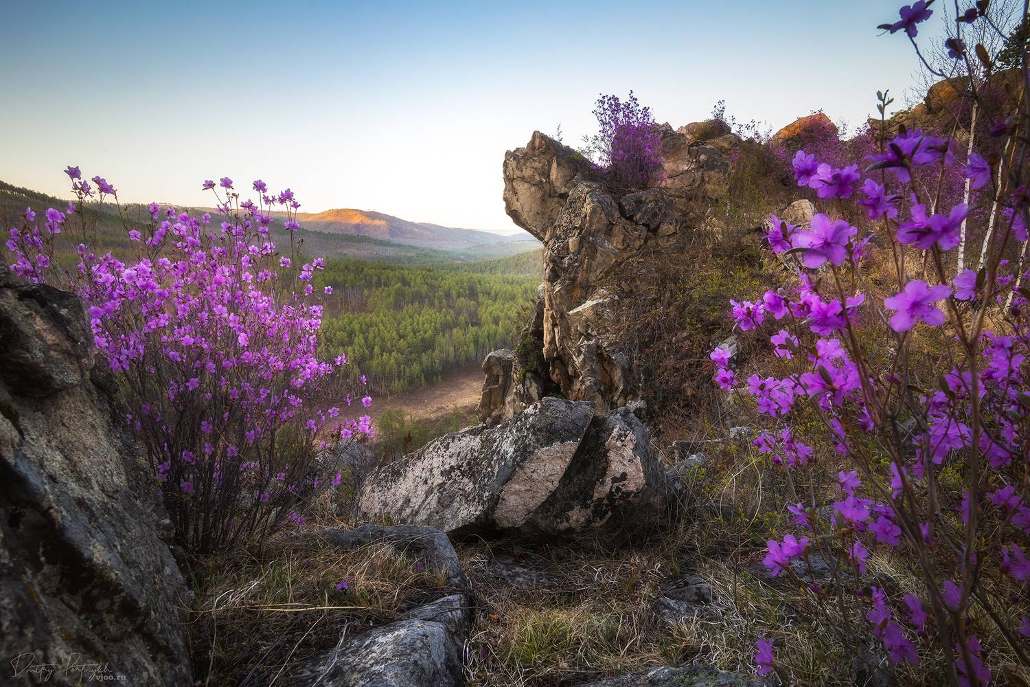 забайкалье, чита, багульник, рассвет, Портных Дмитрий