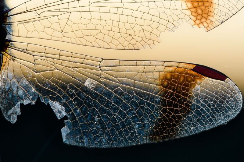 Стрекоза перевязанная, крыло Линии жизни фото превью