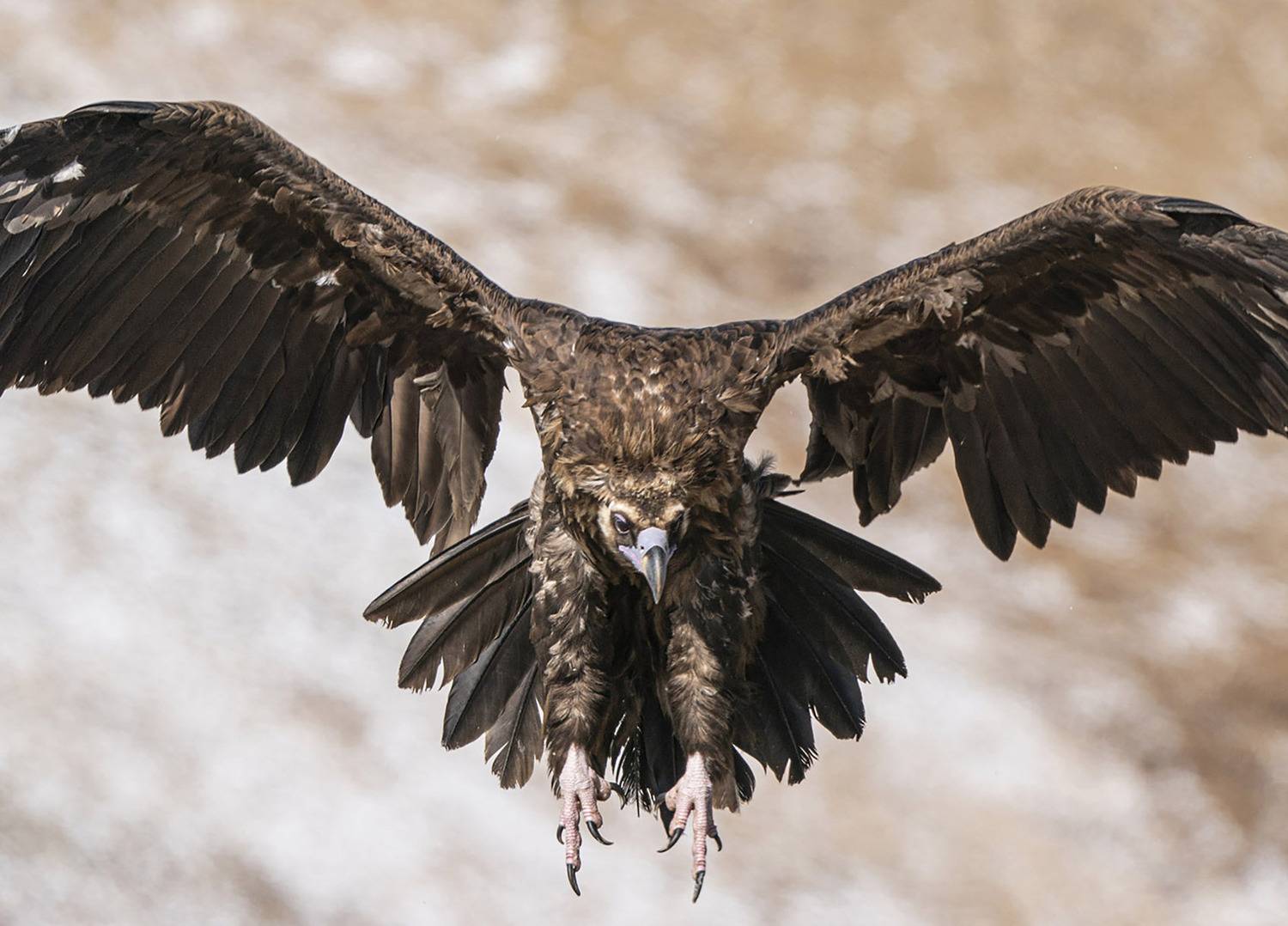 природа. птицы. алтай., Алексей Романов