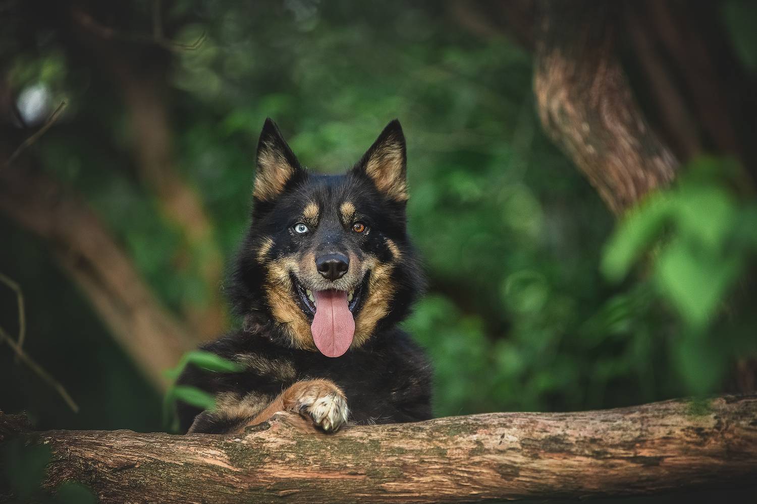 , Елена Самусенкова