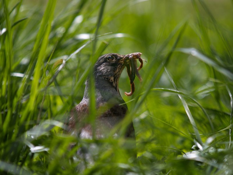 птицы, в, городе Удачная охота. Дрозд фото превью