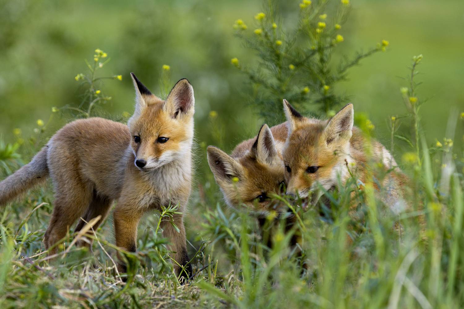 природа, Валерий Черняк