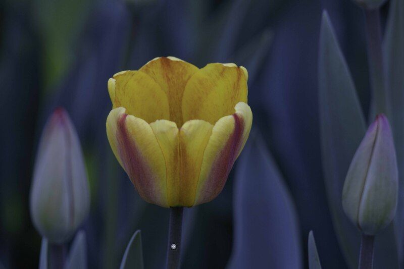 Tulip фото превью