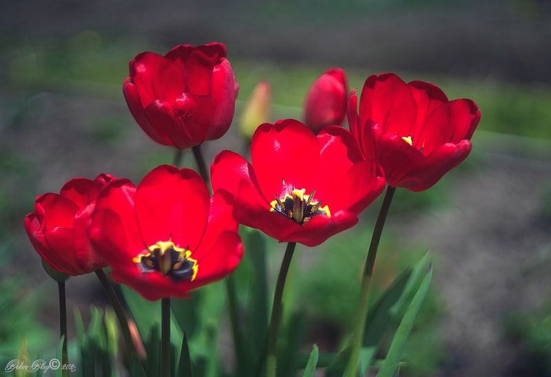 *** фото превью