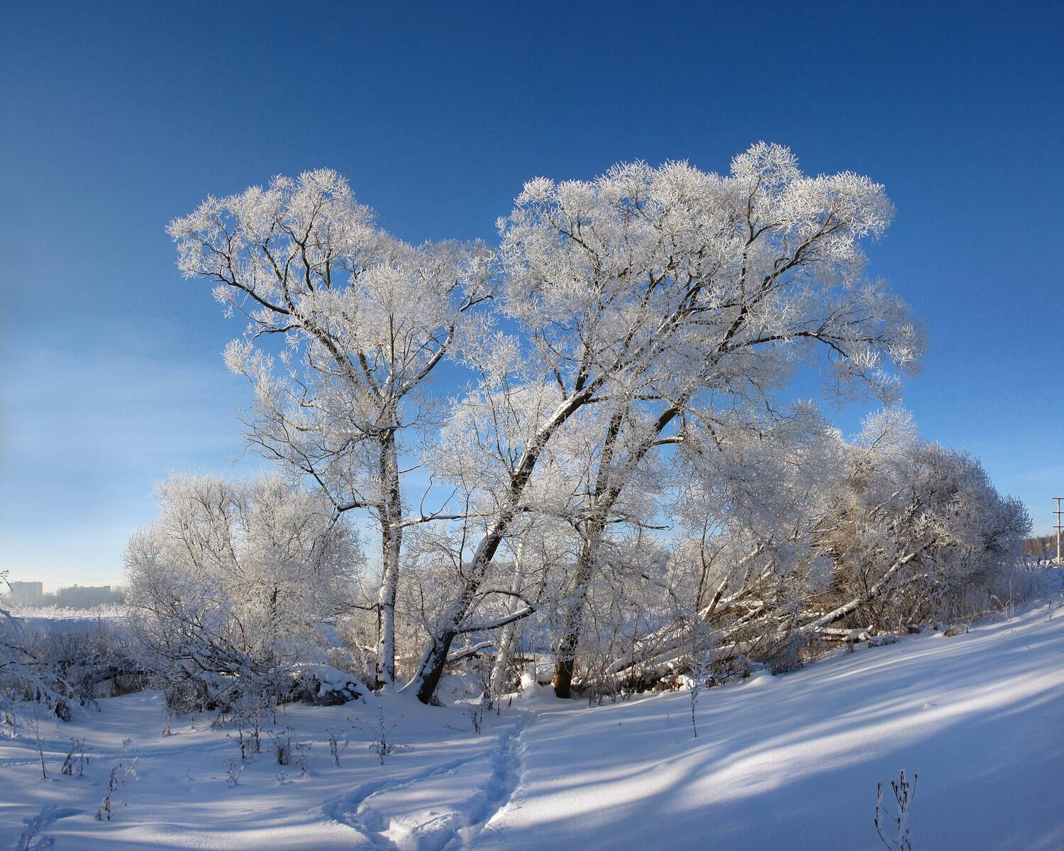 мороз, иней, река истра, зима, Медведев Александр