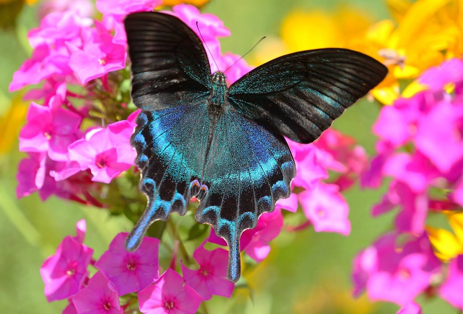 парусник маака владивосток, Евгений Слободской