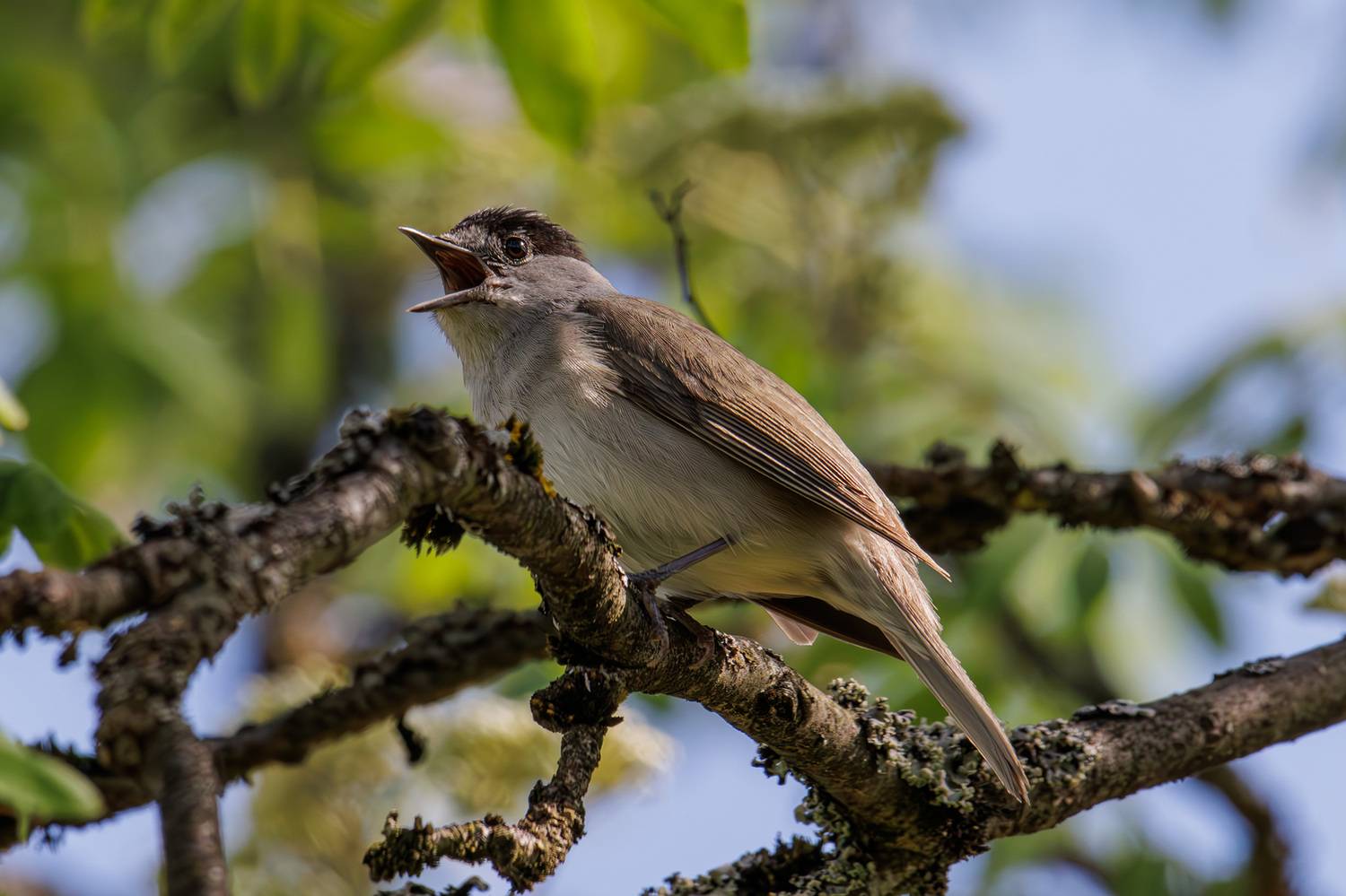 славка, черноголовая, славка черноголовая, Морозов Сергей