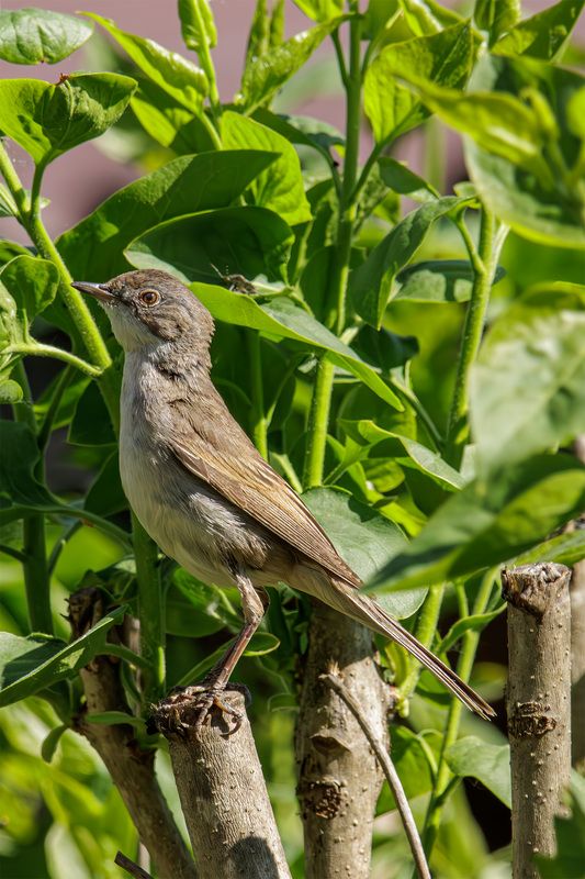 славка, серая, серая славка Серая славка фото превью