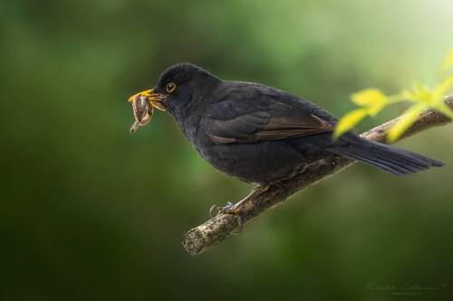 Настоящий отец