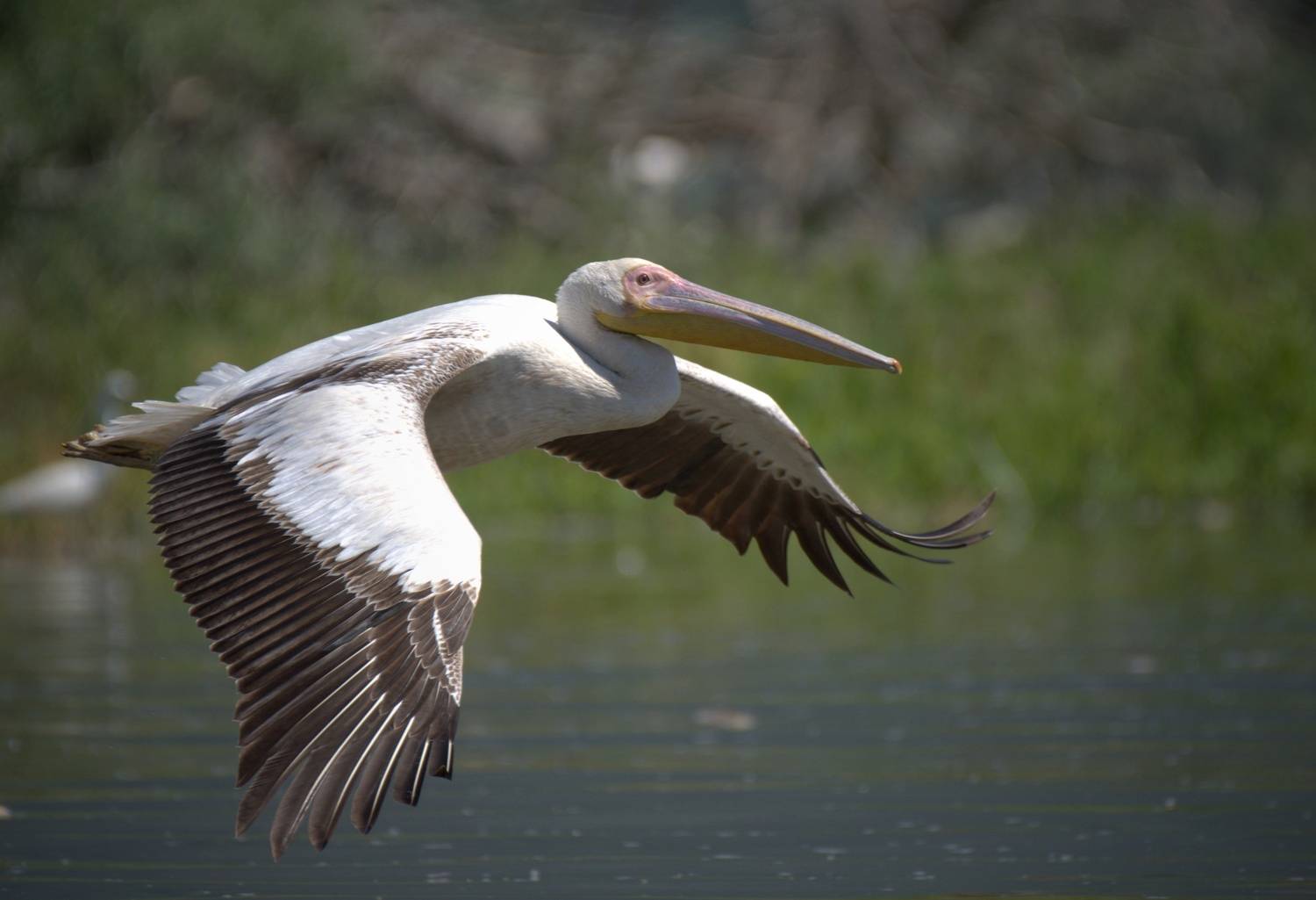 , Герчев Николай