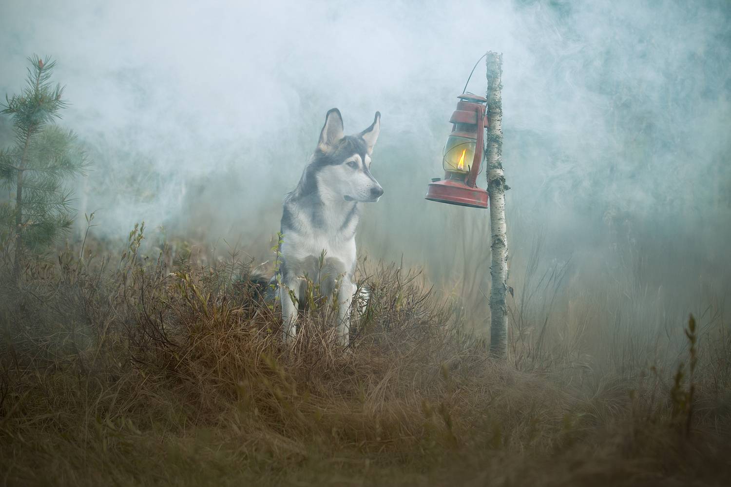 , Светлана Писарева