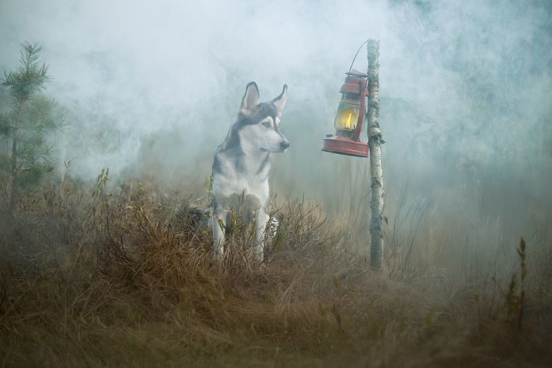 фото превью