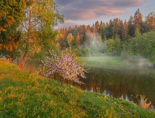 Яблони Подмосковья.