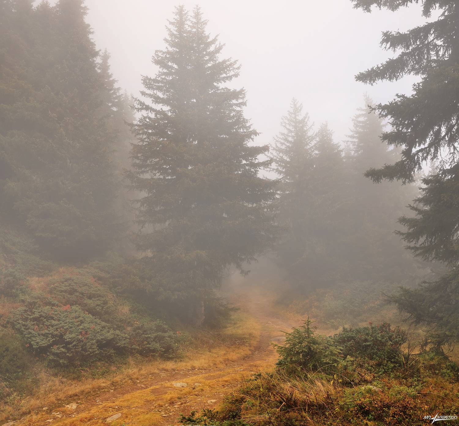 swiss, Матвеев Николай