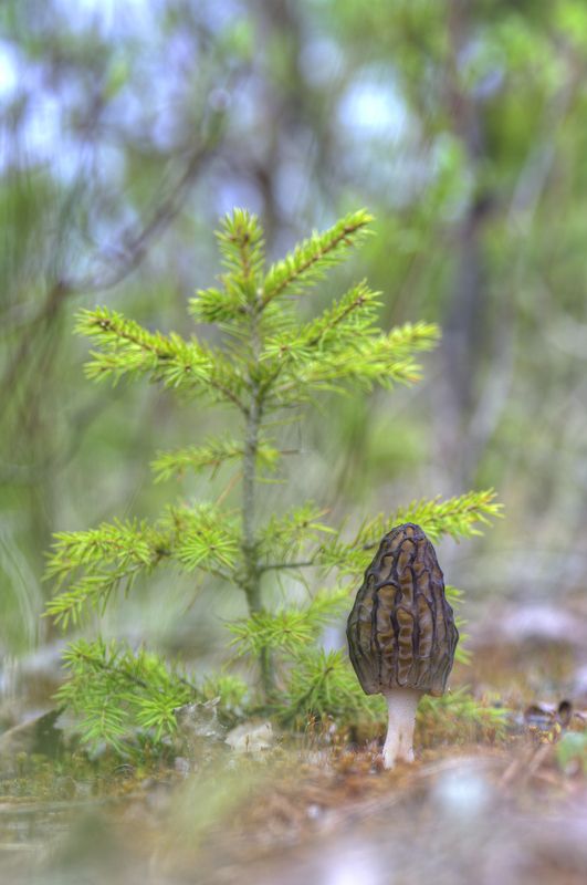 Сморчковая история :) фото превью
