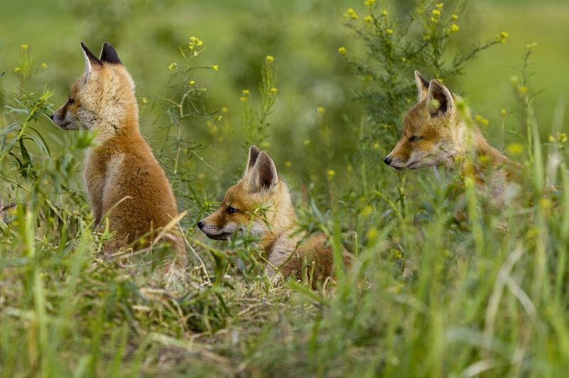 природа Томительное ожидание фото превью