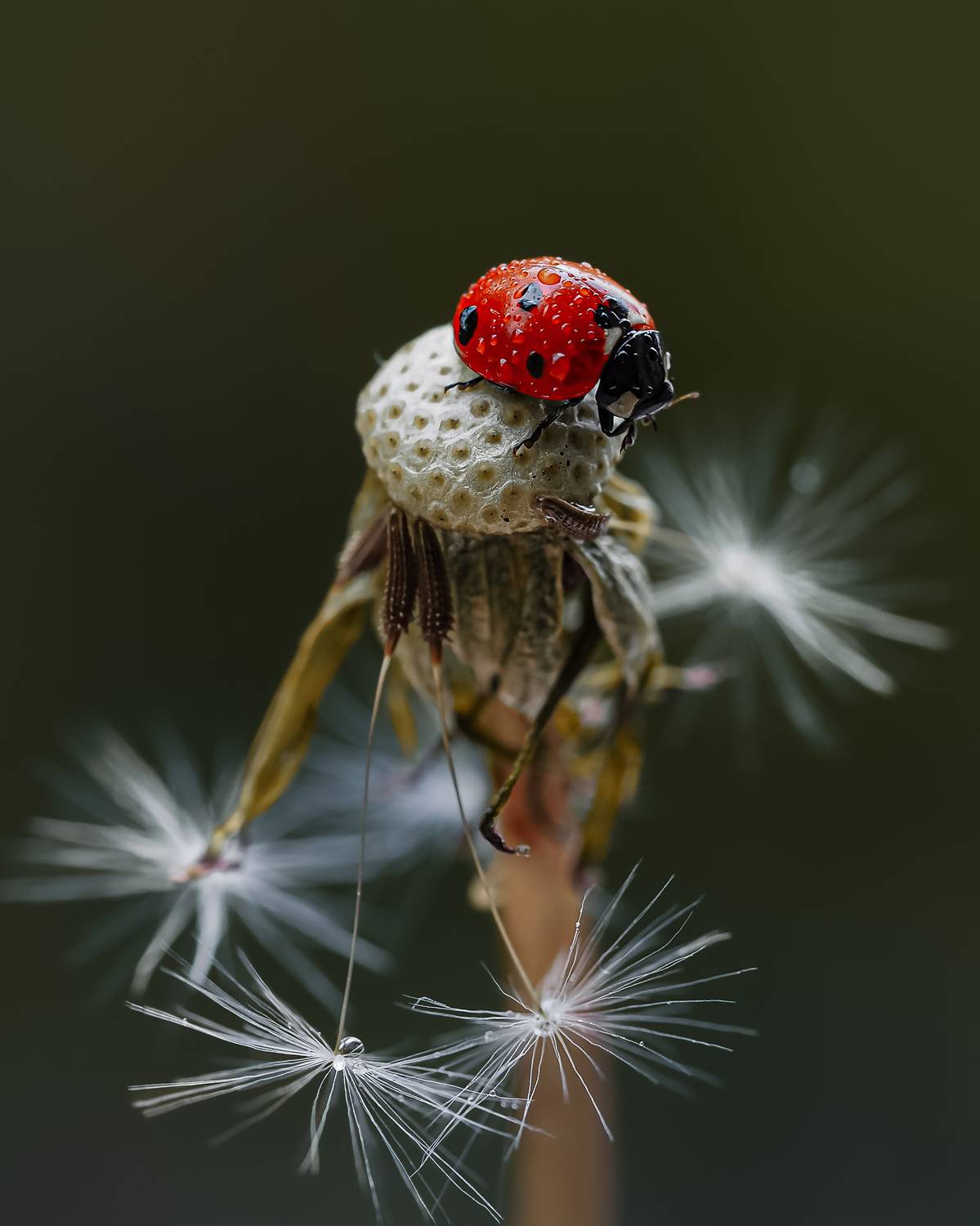 божья коровка макро одуванчик, Isaeva Maria