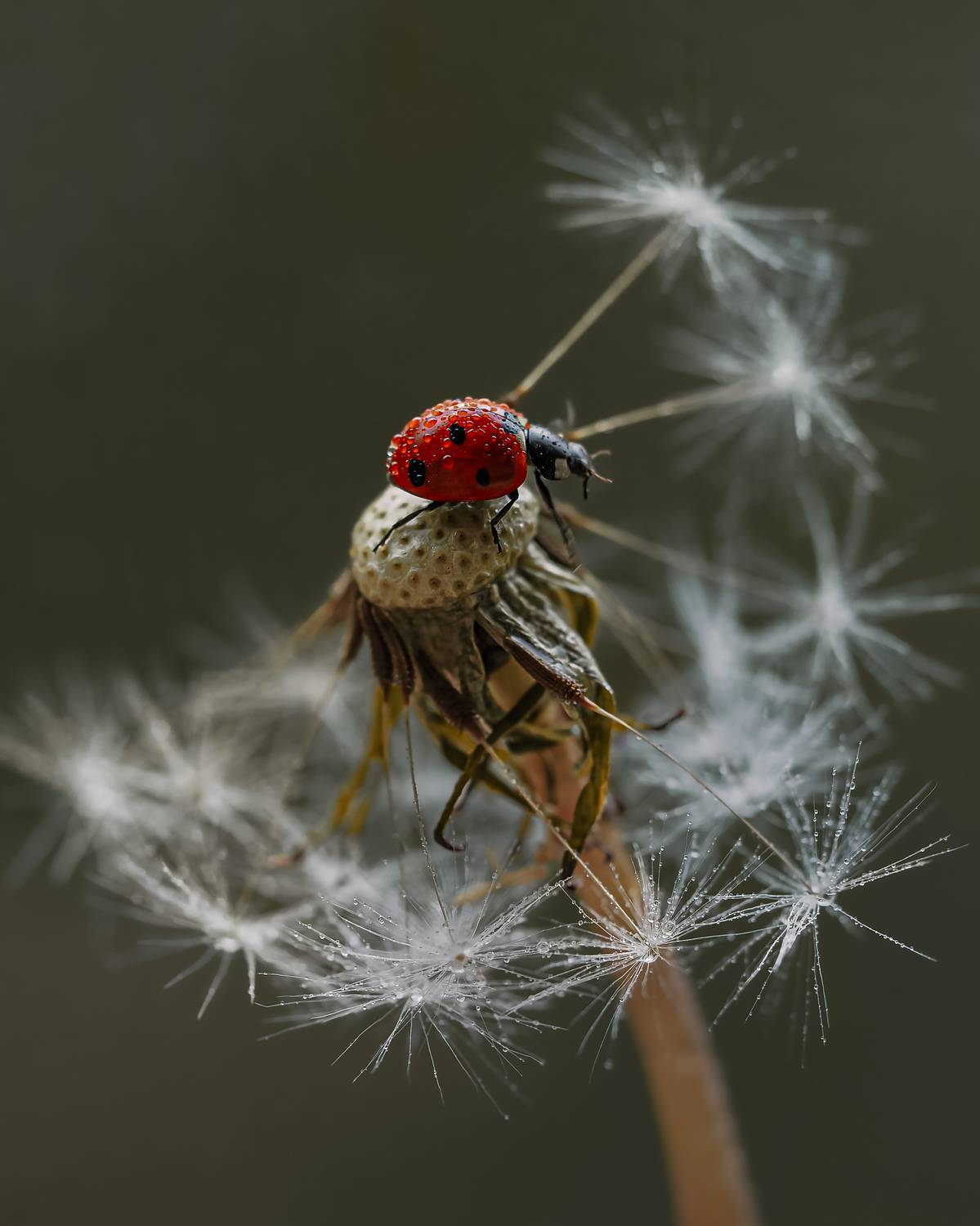 божья коровка макро одуванчик, Isaeva Maria
