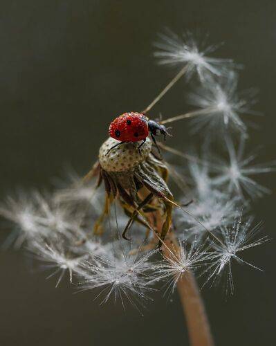 Божья коровка