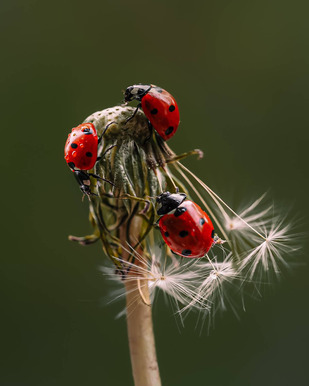 божья коровка макро одуванчик, Isaeva Maria