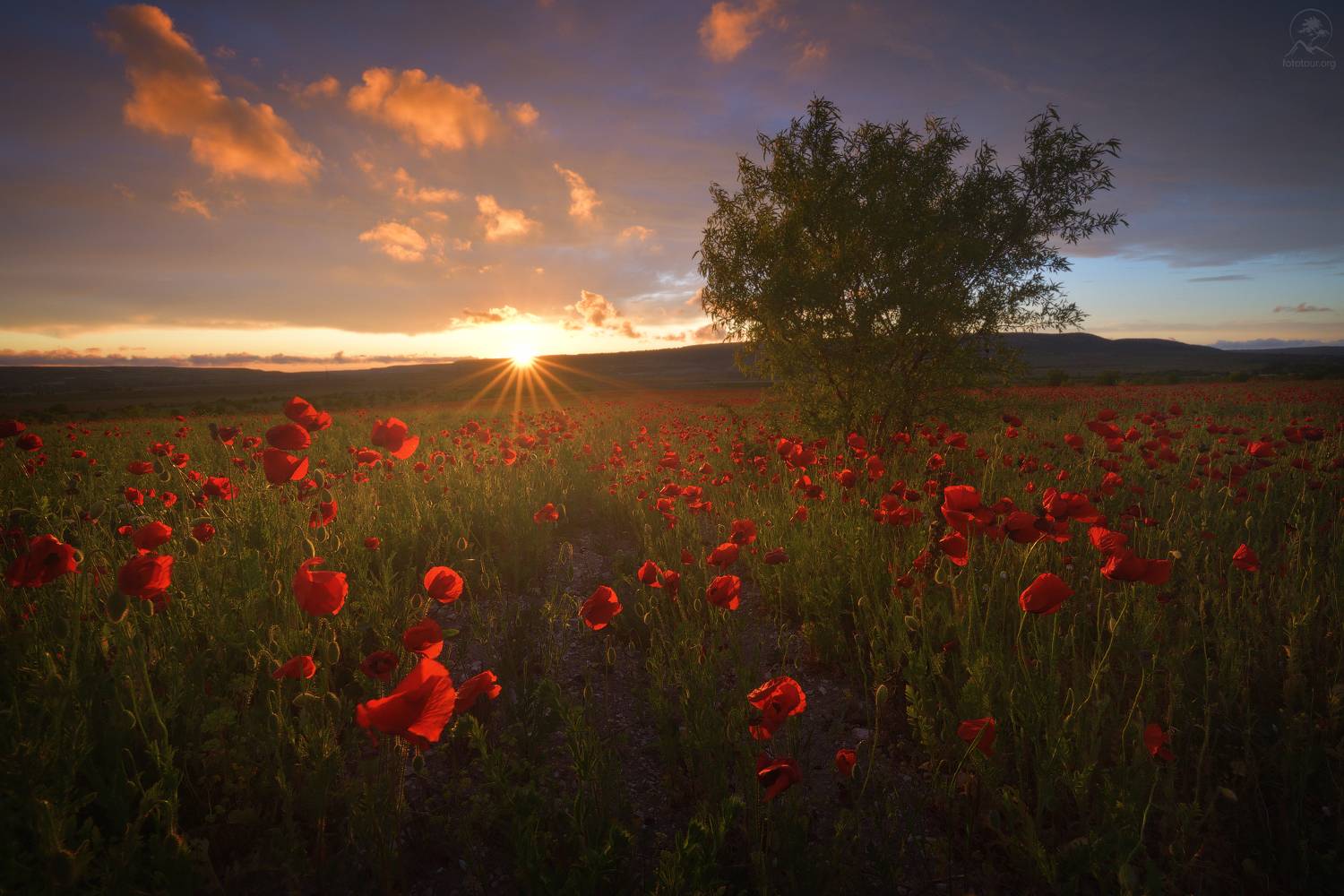 крым, маки, закат, весна, май, Гордиенко Анатолий