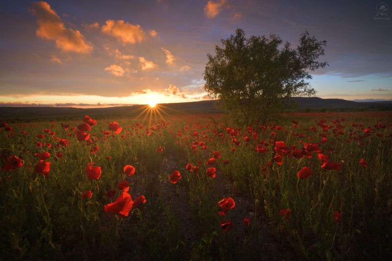 крым, маки, закат, весна, май Закат и маки фото превью