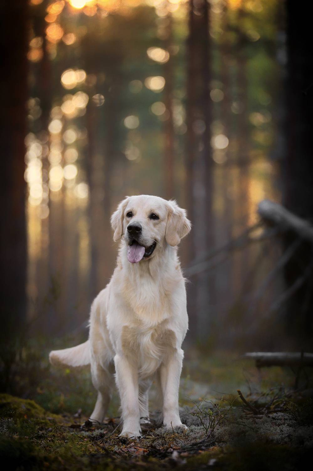 , Андрей Ершов