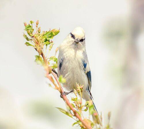 Князёк. (4 фото)