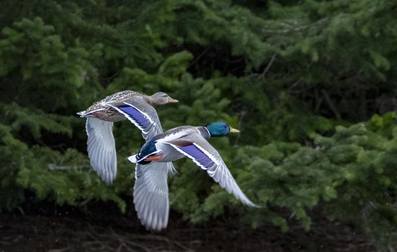 Mallards, фото превью